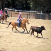 brindlebuckskin